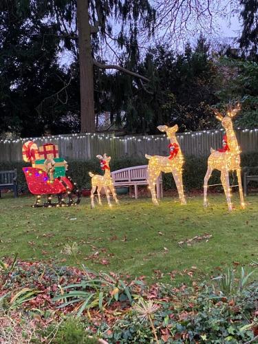 Xmas Lights 2021